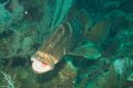 nassau grouper pandiculating